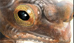 Kickass Cybernetic Treefrog